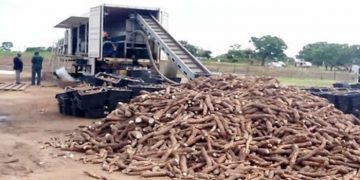 1D1F: Damongo to get $50,000 cassava processing factory