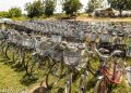 Abu Jinapor Provides 200 Bicycles to School children in Need at Busunu